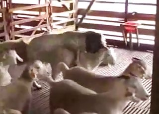 Goats starring in the GOAT zoo vid