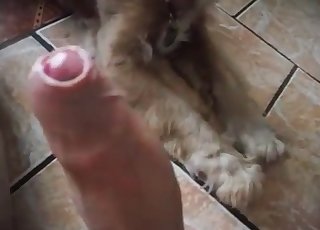 Oral pleasure for a zoophile by a lovely doggo