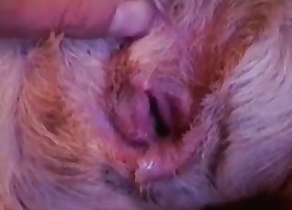 Adorable doggy enjoys ass-fuck sex with a man