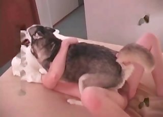 Anal penetration in the missionary pose with a dog