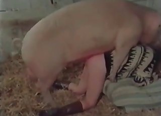 Massive pig romps a lusty zoophile