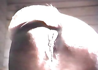 Horse showing off the exceptionally fuckable body