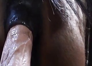 6650bet.com - Hot sex plaything is used to stretch the asshole of a horse
