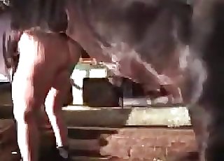 Tight gash is being punctured hard by a horse