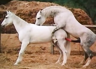Two milky horses fucking outdoors