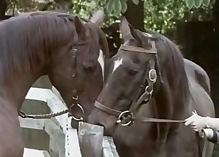 Two horses having amazing hookup in rear end pose
