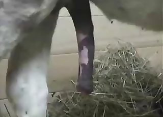 Hefty and massive dick of a stallion