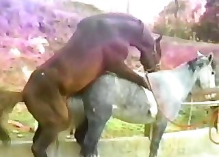 Close-up horse sex video, impressive