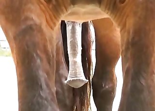 Sexy stallion and it's huge sensitive sausage