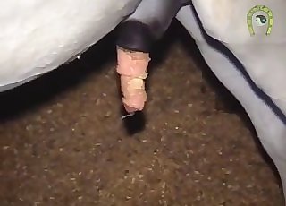 Horse shows off its wonderful fuckpole