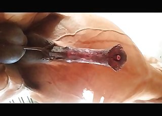 The large penis of a stallion looks like a appetizing treat
