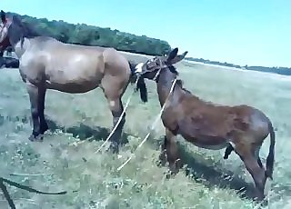Stunning horses having amazing bestiality XXX