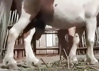 Young girl is masturbating a small horse cock