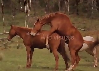 Wild brown horses shag in the forest