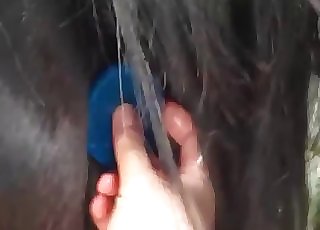The bulls eye of this horse gets stimulated by a pervert