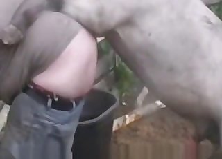 Amazing stallion is filmed in a passionate close up