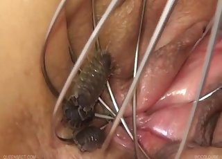Sensual babe sticks insects in her tight wet pussy