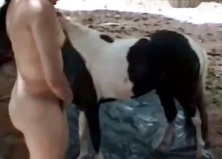 Stallion dick and a hottie have nice oral sex