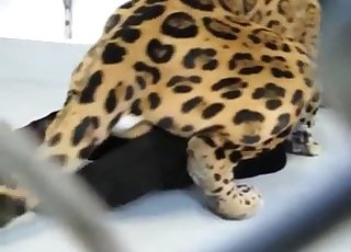 Sexy tiger torn up his crazy gf from behind