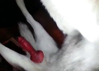 Killer dog money-shot in HD quality