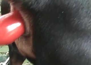 Close-up action with a very hot beast