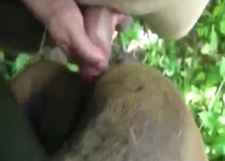 Brazilian mare gets fucked with great passion