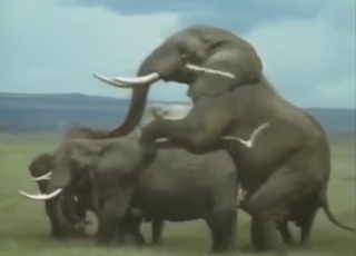 Elephant shows its huge dong in a kinky vid
