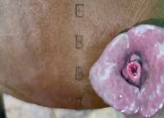 Zoo porn with juicy close-ups of a horse's dick