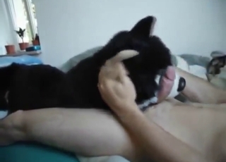 Good-looking guy fucks dog plushies, all taboo