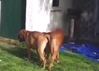Pessimistic dog fucks another dog and they cum