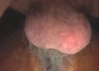 Soaked mare pussy used by his meaty boner