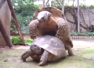 Three turtles showing how they fuck unceasingly other